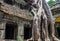 Tree Overgrowing Temple In Cambodia