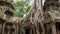 Tree Overgrowing Temple In Cambodia