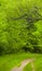 Tree Overhangs Trail in Vivid Green Forest