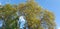 A tree with pale green foliage overlapping a faultless blue warm sky