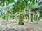 Tree palm oil plantations