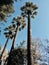 Tree palms - Zappeion - National Park