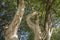 Tree in the Pantanal Brazilian Wetlands, in Mato Grosso do Sul, Brazil