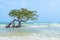 Tree in Paradise, Mangrove hanging over a beach. Caribbean, Cayo Sombrero,