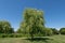 Tree in the park in Ajax Ontario