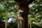 Tree in the park with birdbox in the sun.