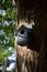 Tree in the park with birdbox in the sun.