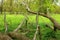 Tree park green grass trees bench leaves sky background