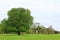 Tree park green grass trees bench leaves sky background