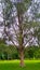 The tree in park Jamshedpur Jharkhand jublee park in India