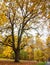 Tree in the park with thick branches and yellow leaves