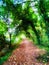 Tree path along the river