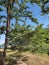 Tree pathway green sky blue sunny