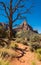 Tree  and pathway to Watchman Mountain