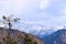 A Tree and Peaks of Shivalik Range of Mountains - Himalayan Landscape - Travel to Uttarakhand, India