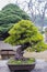 Tree penjing in Humble Administrator\'s Garden in Suzhou
