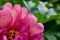 Tree peony bud delicate fragrant petals green background Blooming spring flowers