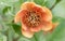 Tree peony Paeonia handel-mazzetti brown-orange flower