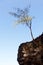 Tree perching on barren cliff face