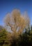 Tree in Perry Park Birmingham