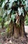 A tree with philodendron vines and large leaves on it at a botanical garden