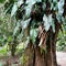 A tree with philodendron vines and large leaves on it at a botanical garden