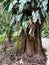 A tree with philodendron vines and large leaves on it at a botanical garden