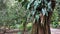 A tree with philodendron vines and large leaves on it at a botanical garden