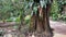 A tree with philodendron vines and large leaves on it at a botanical garden