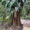 A tree with philodendron vines and large leaves on it at a botanical garden