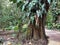 A tree with philodendron vines and large leaves on it at a botanical garden