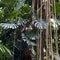 A tree with philodendron vines and large leaves on it at a botanical garden