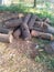 Tree pieces destroy of Jungle forest cutting wood round wood Machine big strong tree cutting