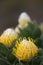 Tree Pincushion (Leucospermum conocarpodendron)