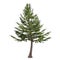 Tree pine isolated. Cedrus libani