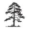 tree pine silhouette tattoo, logo cypress tree evergreen, cedar forest wood vector illustration. conifer tree