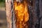 On a tree, a pine tree peeled off the bark, under which a bright yellow tree trunk with dripping resin