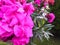 tree with pink flowers Coral flowers grow in the garden against a background of green grass and cypresses Shrub roses in