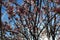 Tree with pink flowers - Magnolia