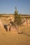 Tree in pinnacle desert