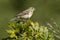 Tree Pipit - Anthus trivialis