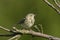 Tree Pipit - Anthus trivialis