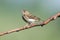 Tree Pipit (Anthus trivialis)