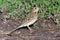 Tree Pipit (Anthus trivialis)