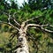 tree, planet, wood, world, forest, green