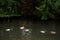 Tree plant and Anas platyrhynchos duck or Mallard ducks family float swimming in small canal water flowing of Leopoldpark garden