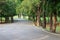 Tree plant and asphalt way in public park