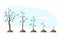 Tree plant grow steps stages period phase process. Gardening cultivation concept. Vector flat cartoon modern style graphic illustr