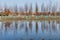 Tree plantation behind park next to huge puddle full of water and reflections