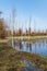 Tree plantation behind park next to huge puddle full of water and reflections